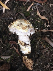 Amanita protecta