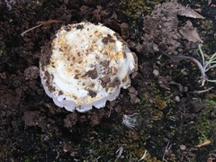 Amanita protecta