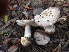 Amanita protecta