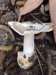 Amanita protecta