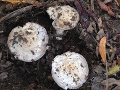 Amanita protecta