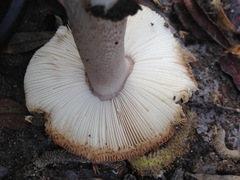 Amanita protecta