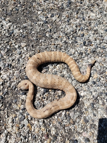 iNaturalist observation photo of Panamint Rattlesnake