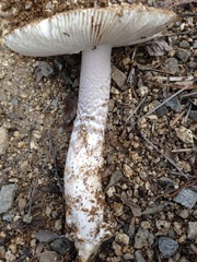 Amanita protecta
