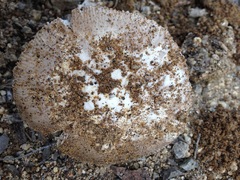 Amanita protecta