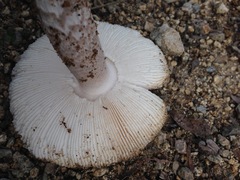 Amanita protecta