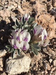 Astragalus newberryi