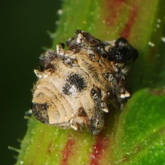 Rhinoncus leucostigma