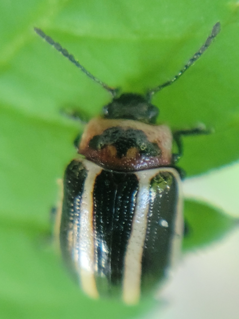 Coreopsis Beetle from Seven Sisters Falls, MB R0E 1Y0, Canada on August ...