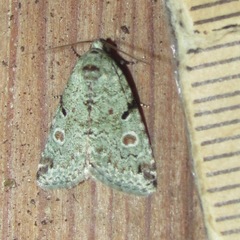 Maliattha concinnimacula