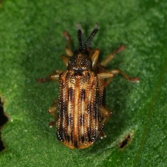 Sumitrosis inaequalis