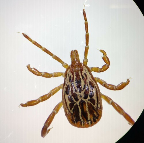 Gulf Coast Tick