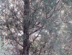 Aegithalos glaucogularis