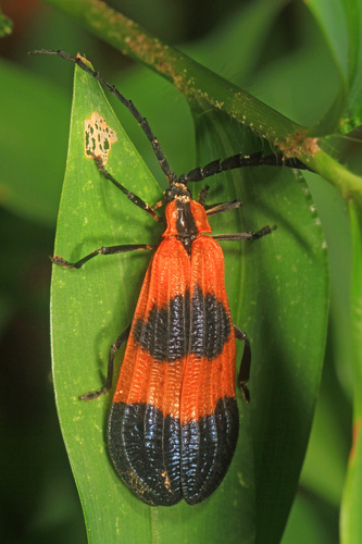 End Band Net-winged Beetle photo 4