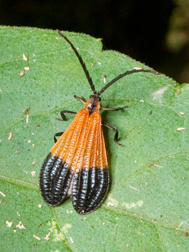 End Band Net-winged Beetle photo 5