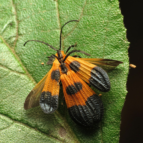 End Band Net-winged Beetle photo 6