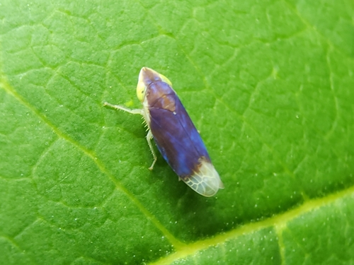 Twiningia fumida