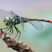 Agrionoptera - Photo (c) Soh Kam Yung, some rights reserved (CC BY-NC), uploaded by Soh Kam Yung