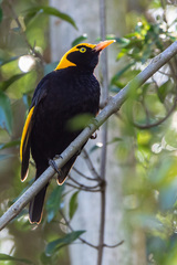 Regent Bowerbird photo 4