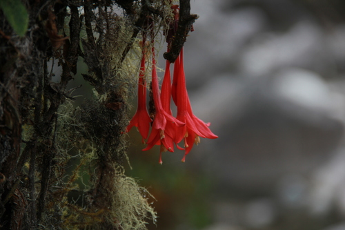 Image of Fuchsia Apetala (Fuchsia apetala) by (c) Steven Bodzin, some rights reserved (CC BY)
