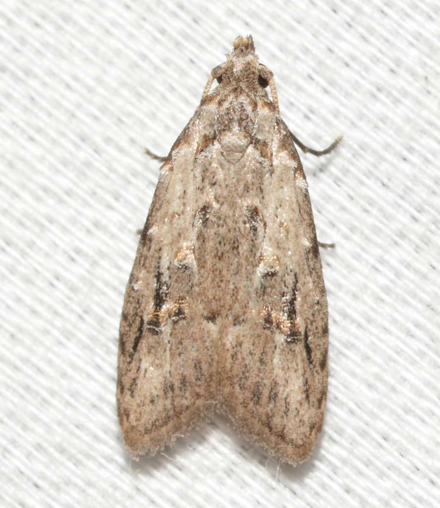 Carposina sasakii ottawana