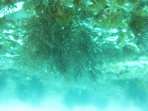 Menipea vectifera