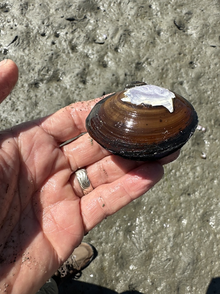 Purple Mahogany Clam from Port Susan, Greenbank, WA, US on August 2