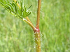 Chaerophyllum prescottii