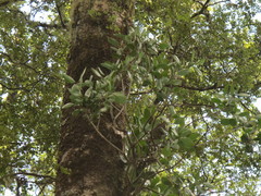 Peraxilla colensoi
