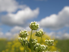 Chaerophyllum prescottii