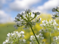 Chaerophyllum prescottii