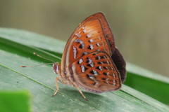 Taxila haquinus