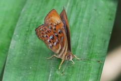 Taxila haquinus