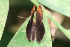 Taxila haquinus