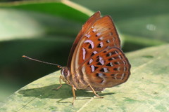 Taxila haquinus