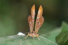 Taxila haquinus