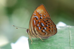 Taxila haquinus