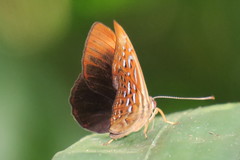 Taxila haquinus