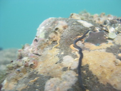 Eulalia microphylla