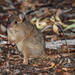 Canguro-rata Colipeludo - Photo (c) pfaucher, algunos derechos reservados (CC BY-NC), subido por pfaucher