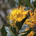 Gaiadendron punctatum - Photo (c) Steven Bodzin, some rights reserved (CC BY), uploaded by Steven Bodzin