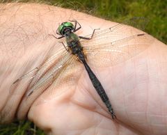 Somatochlora arctica