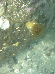 Isactinia olivacea