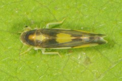 Eupteryx flavoscuta
