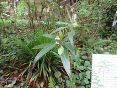 Ardisia crispa
