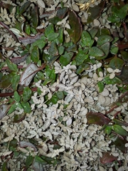 Atriplex buchananii