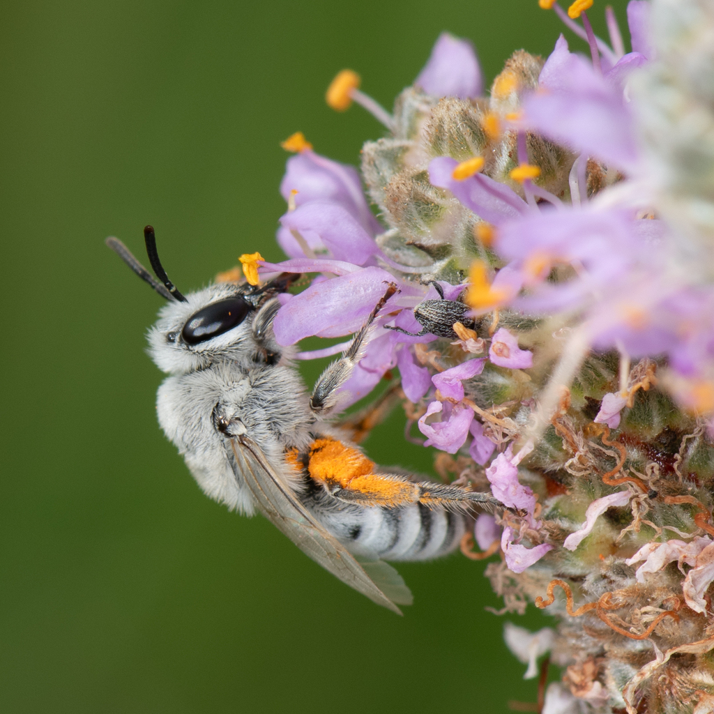 Susanna's Cellophane Bee