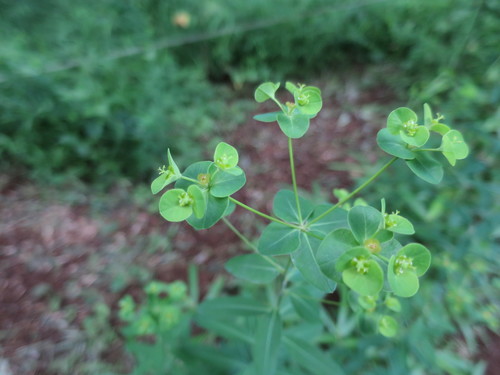 Euphorbia lasiocaula iNat (1)