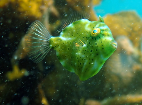 Pygmy leatherjacket (Brachaluteres jacksonianus) — Monacanthidae — 2