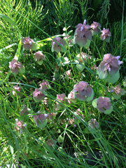 Lamium purpureum